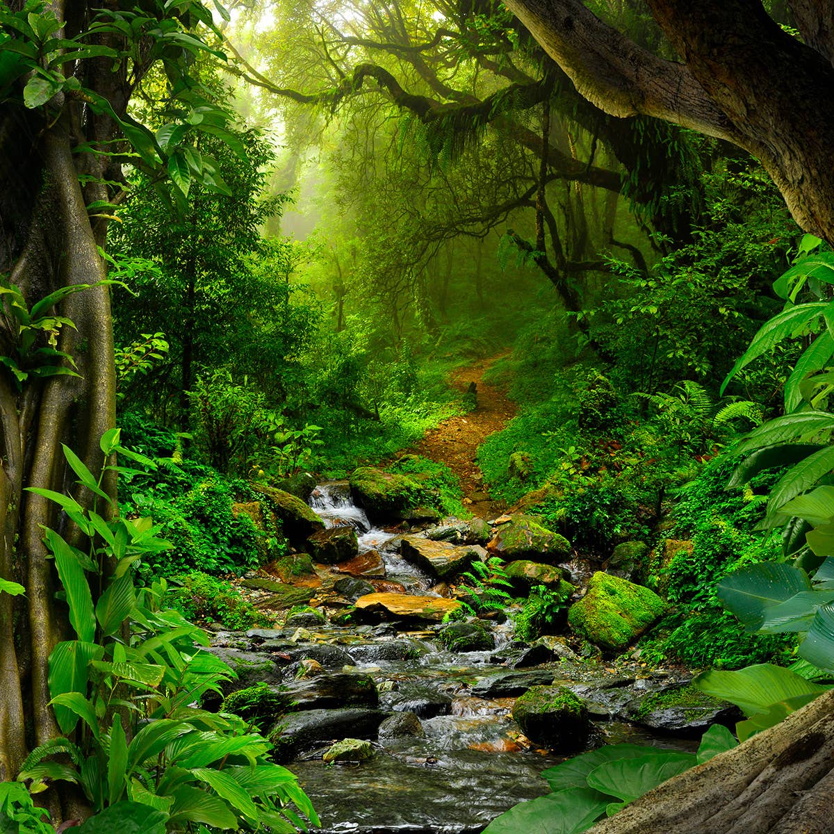 Rainforest Fragrance Oil 10ml
