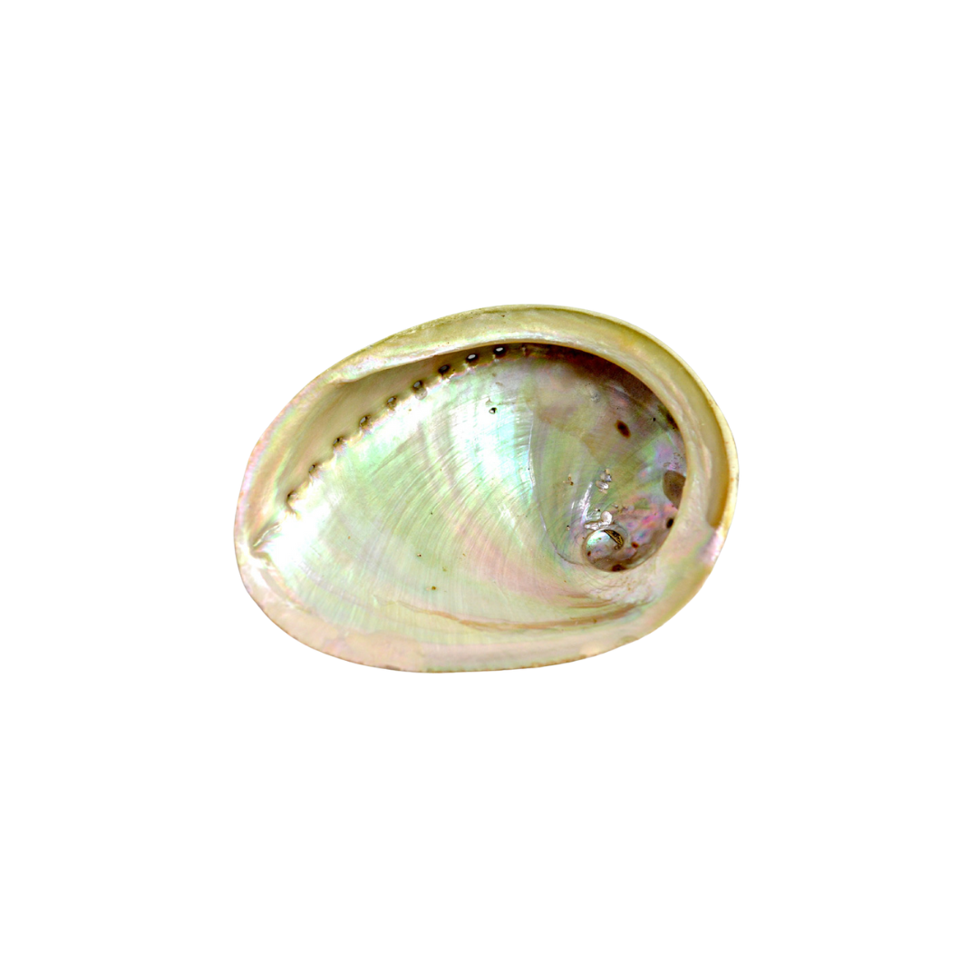 Mini Abalone Shell