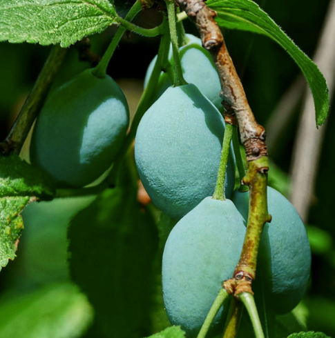 Hand Poured Shot Pot Soy Wax Melt - 25g