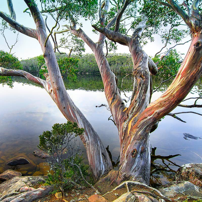River Gum Fragrance Oil 10ml