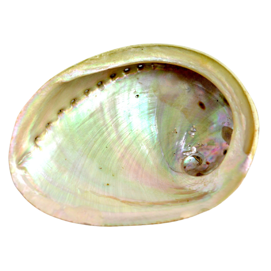 Large Abalone Shell