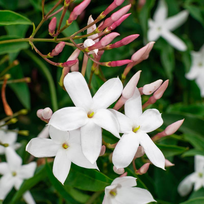 Jasmine Fragrance Oil 10ml